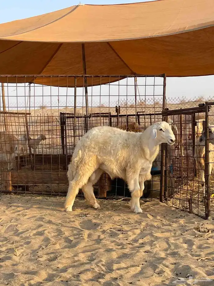 مشروع فحل حري 8