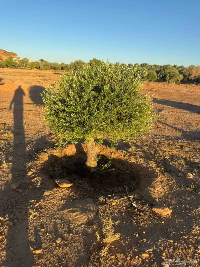 اشجار الزيتون ونخيل وشنطونيا 3