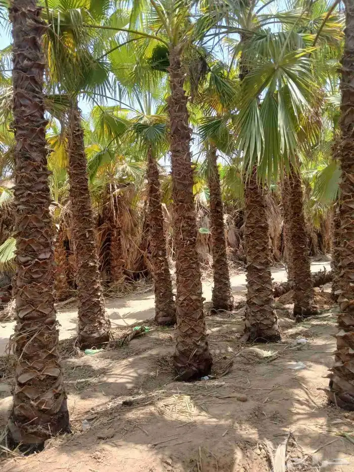 بيع النخيل الوشنطن والنخيل العربي المثمر وتنسيق الحدائق 0