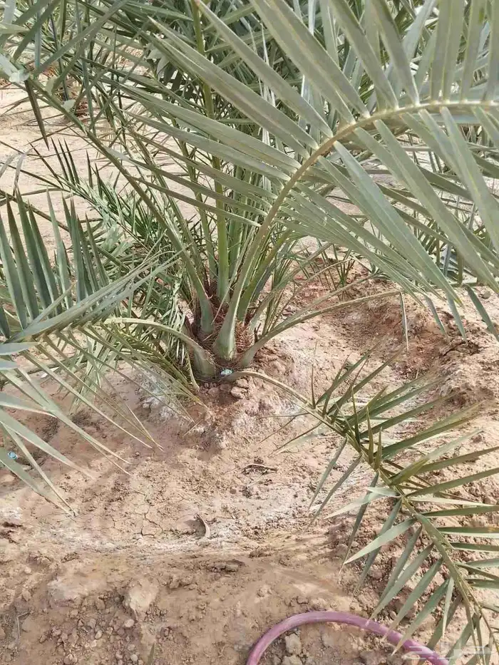 يوجد لدينا نخل جثائث وفسائل جميع انواع النخيل 2