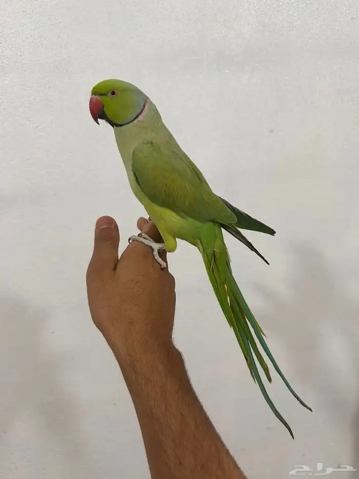 ذكر دره هندي اليف ومتكلم 0