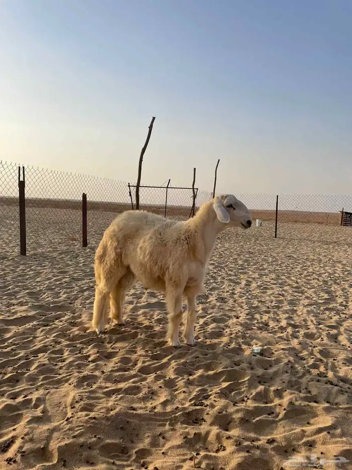 مشروع فحل حري 6