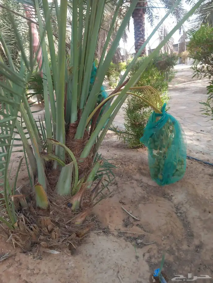 نخل للبيع نقايل جثايث فرواخ 1