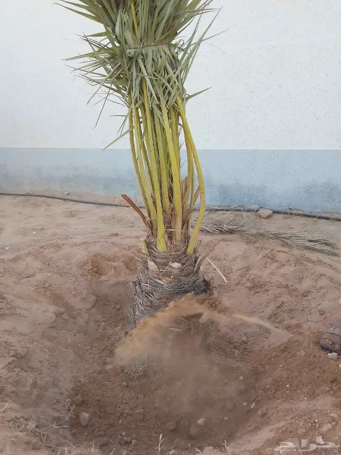 يوجد لدينا نخل جثائث وفسائل جميع انواع النخيل 4