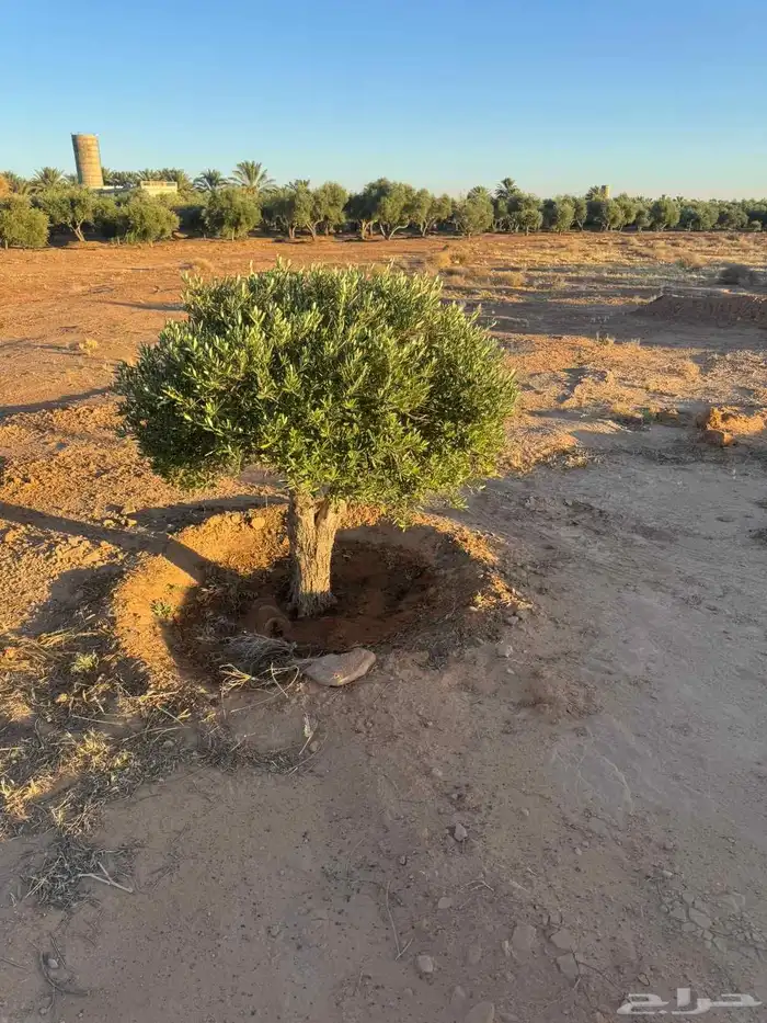 اشجار الزيتون معمر الجوف 4