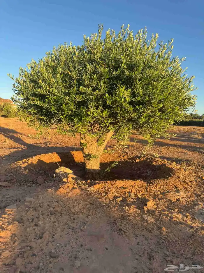 اشجار الزيتون ونخيل وشنطونيا 2