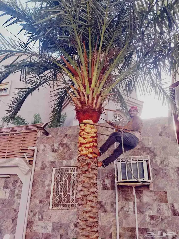 تنسيق حدائق 5