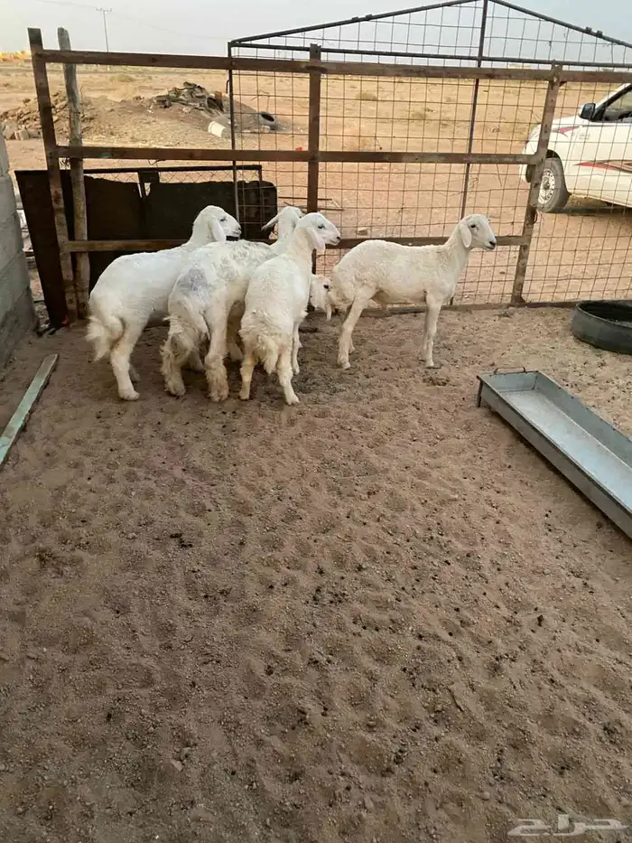 للبيع طليان حريات 0