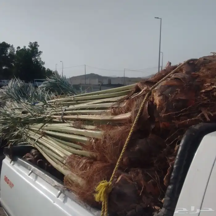 يوجد لدينا جميع انواع النخيل المثمره وجميع المقاسات المختلفة 1