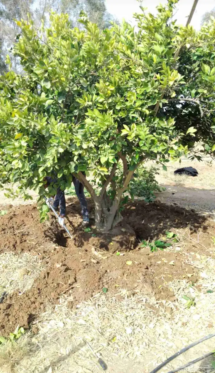 يوجد لدينا حمضيات يوسف فندي ليمون برتقال بو صره تين رمان عنب 0