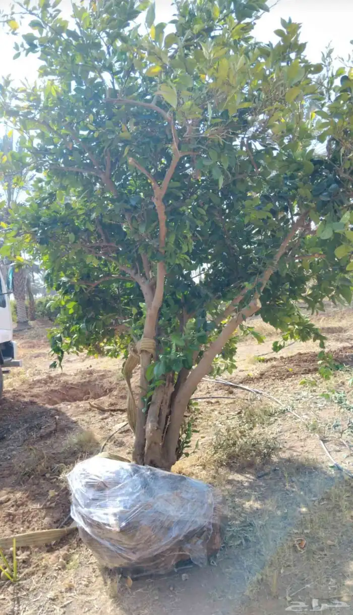 يوجد لدينا حمضيات يوسف فندي ليمون برتقال بو صره تين رمان عنب 2