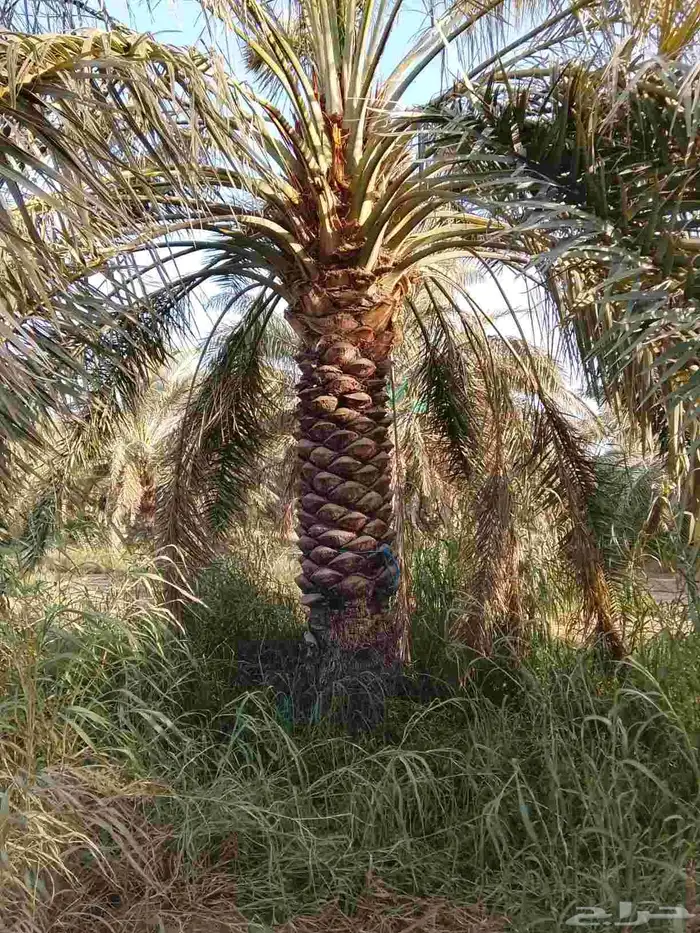نخيل درجه اولى عربي و واشنطن 4