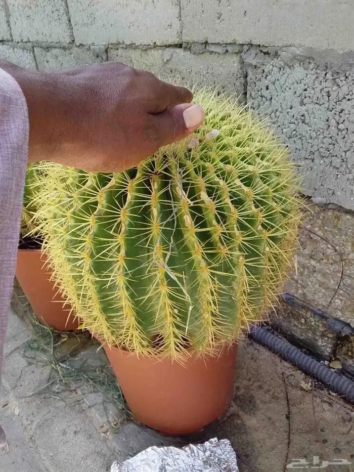 أبو مروة للزارعية وتنسيق الحدائق 0