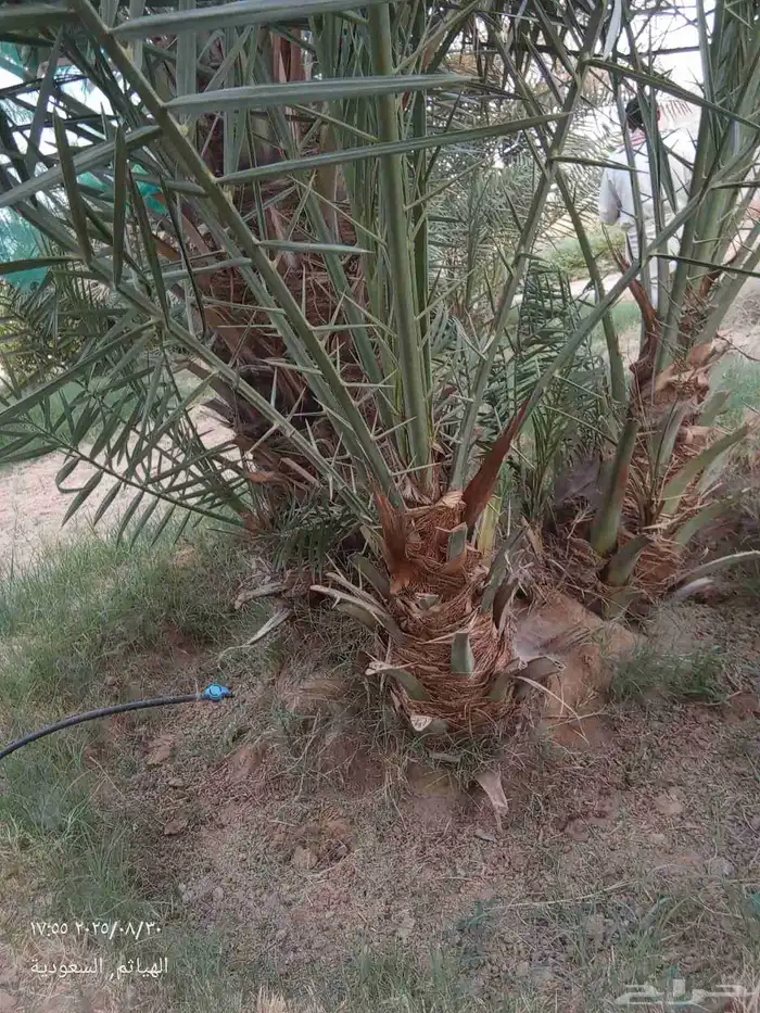 نخل مثمر نخيل مثمره للبيع نقايل فسايل جثايث 5