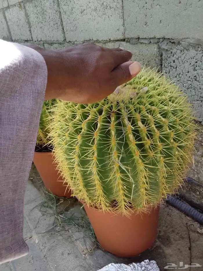 أبو مروة للزارعية وتنسيق الحدائق 1