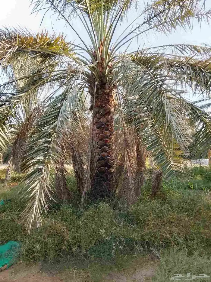 نخيل درجه اولى عربي و واشنطن 3