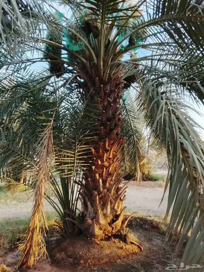 نخيل درجه اولى عربي و واشنطن 5