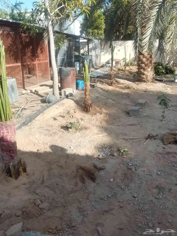 ابوعمارلتوريدانخيل 0
