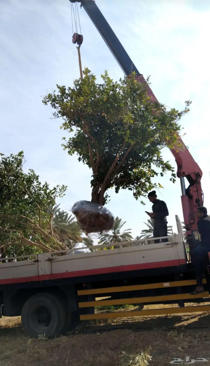 يوجد لدينا حمضيات يوسف فندي ليمون برتقال بو صره تين رمان عنب 3