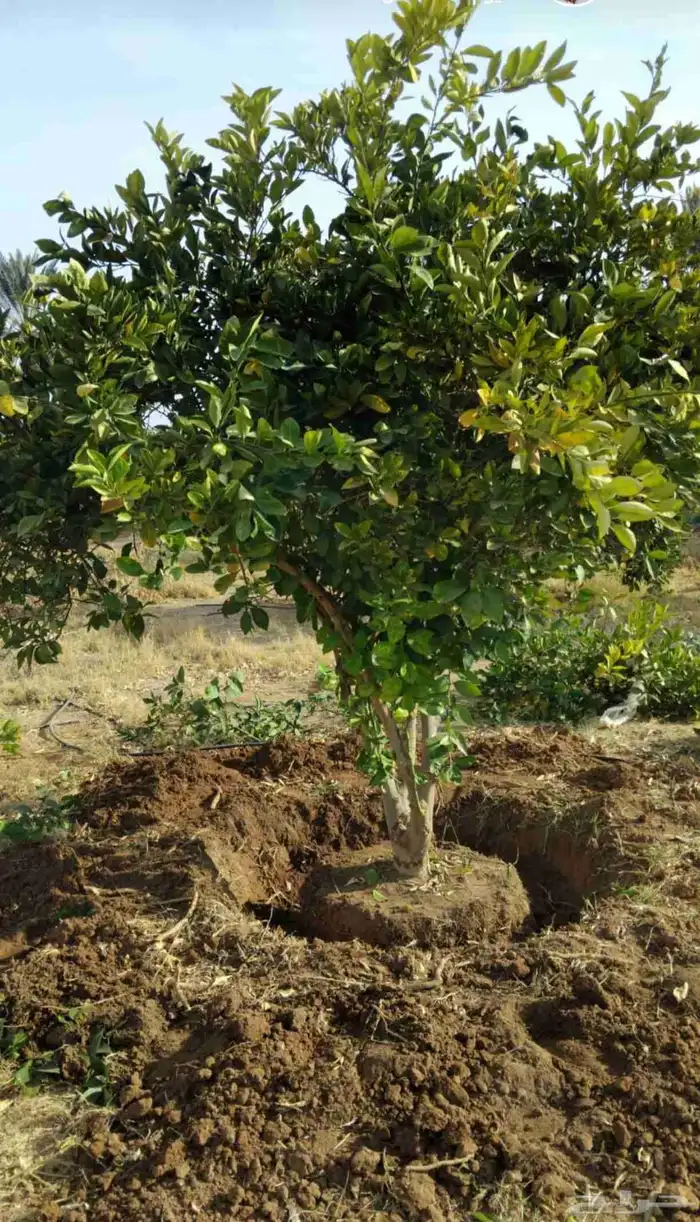 يوجد لدينا حمضيات يوسف فندي ليمون برتقال بو صره تين رمان عنب 1