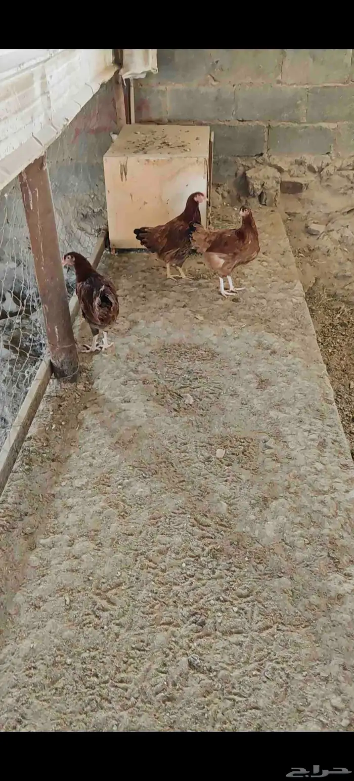 دجاج   تم البيع 6