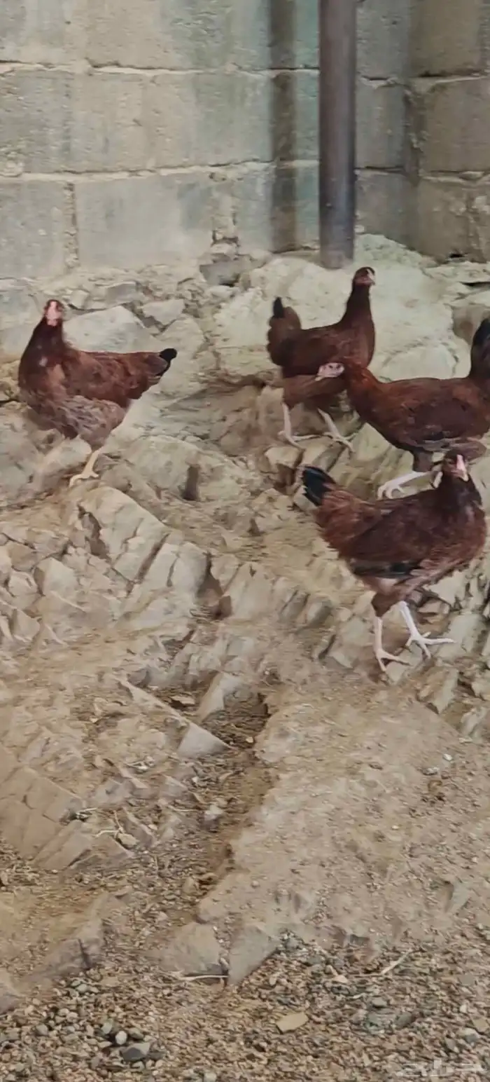 دجاج   تم البيع 5