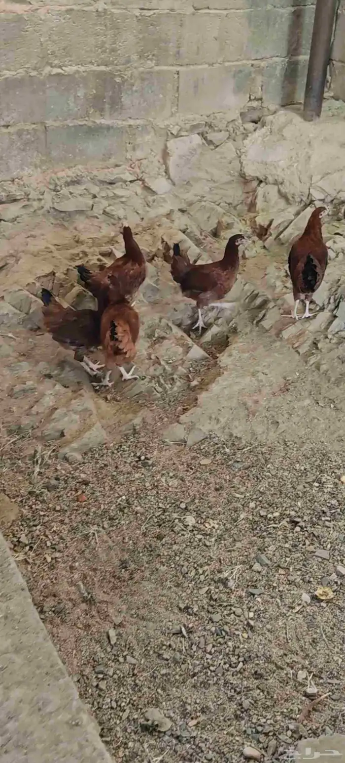 دجاج   تم البيع 3
