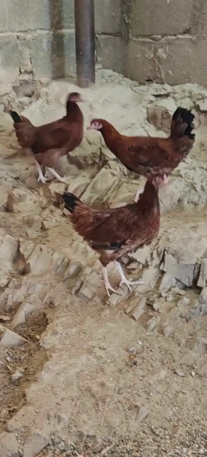 دجاج   تم البيع 4