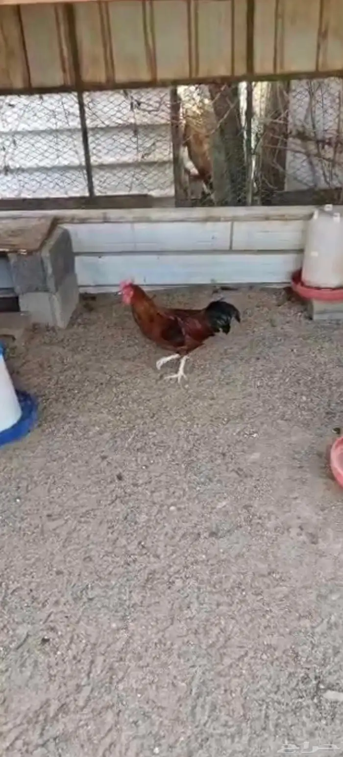 دجاج   تم البيع 1