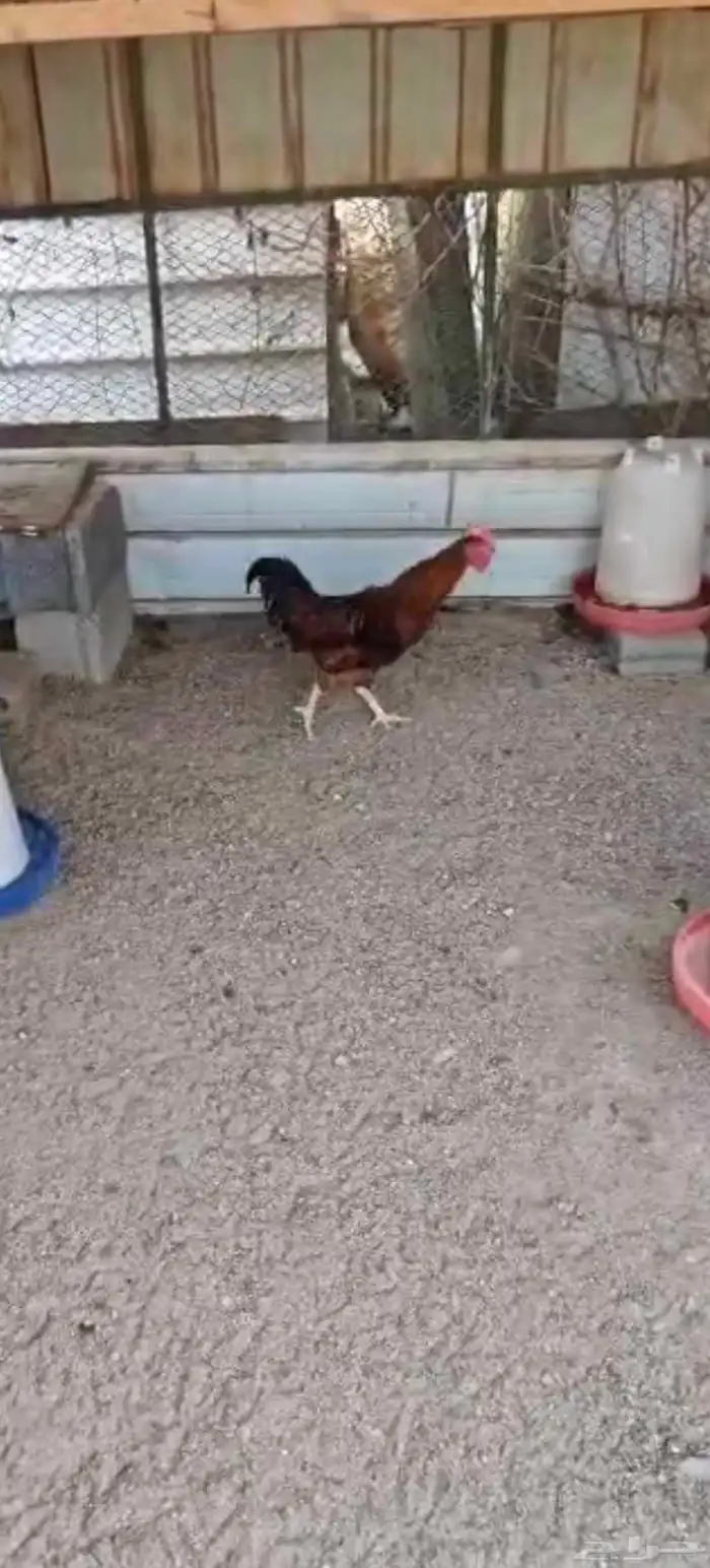 دجاج   تم البيع 2