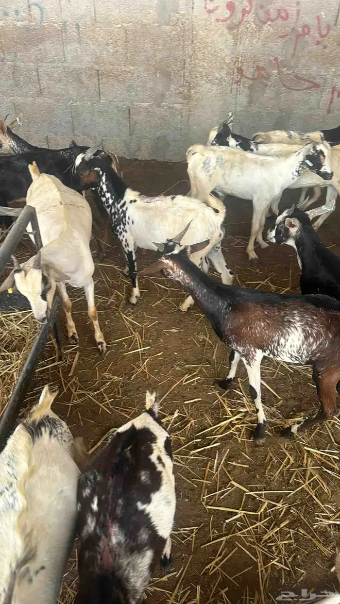 تيوس يمانيه اخت البلدي 0