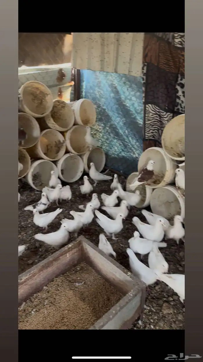 حمام مشكل اغلبه فرنسي 0