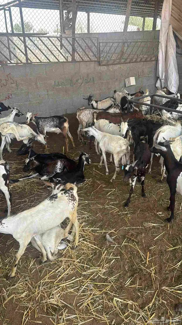 تيوس يمانيه اخت البلدي 3