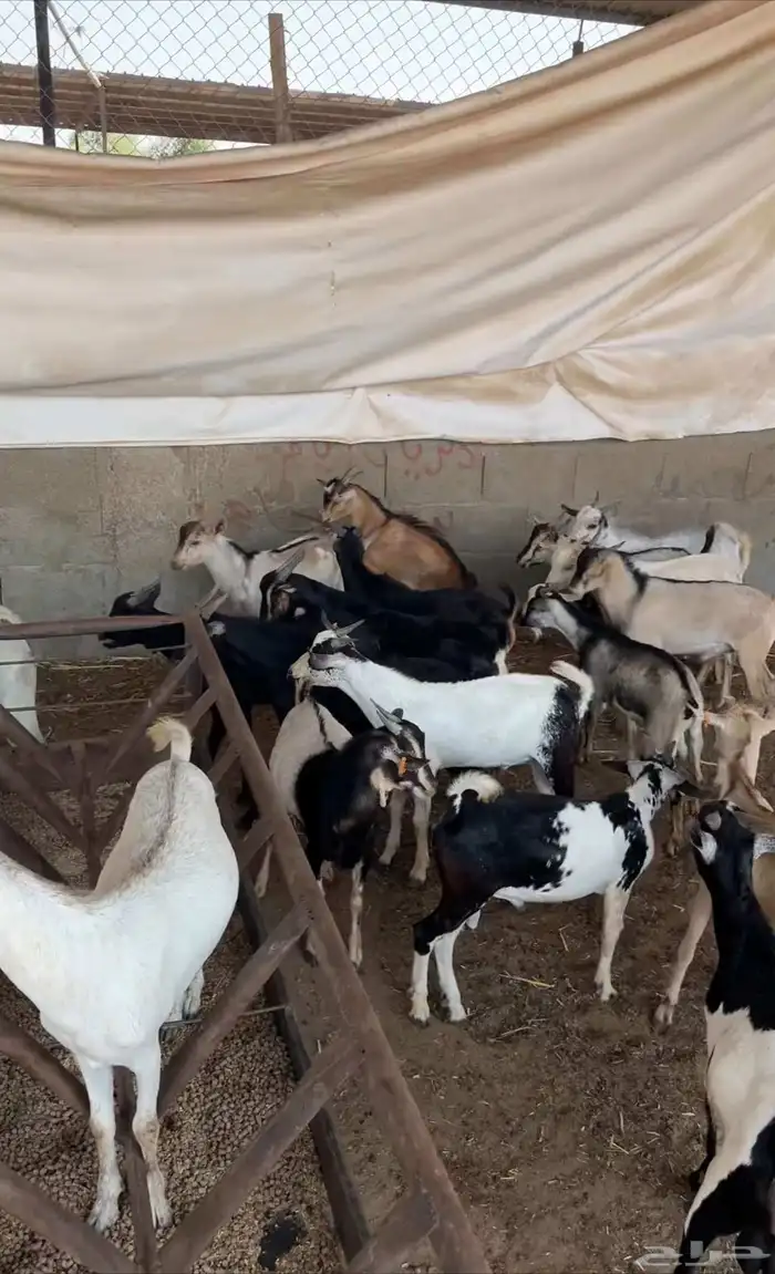 تيوس يمانيه اخت البلدي 2