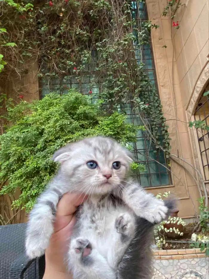 سكوتش فولد مطعمين الوان مميزة للبيع ولايوجد تبني 8