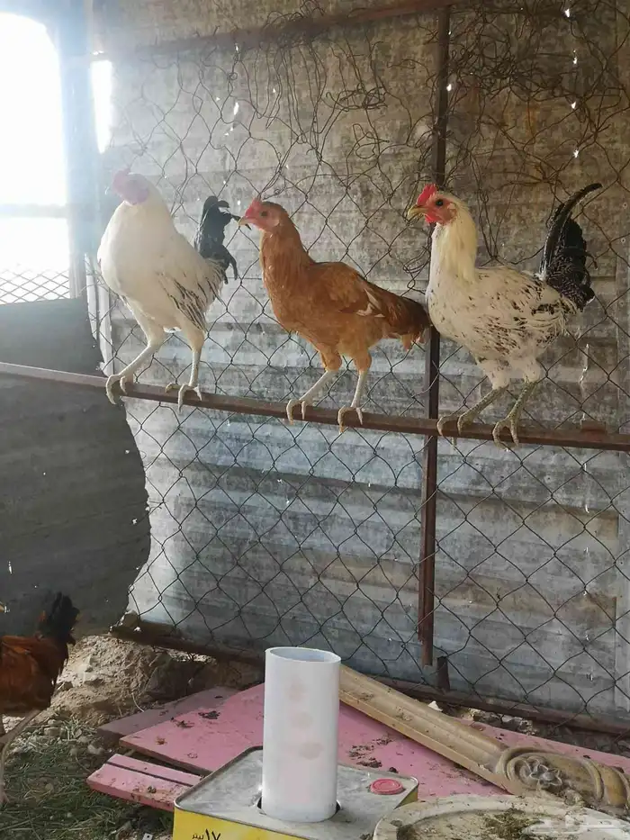 دجاج نظيف 2