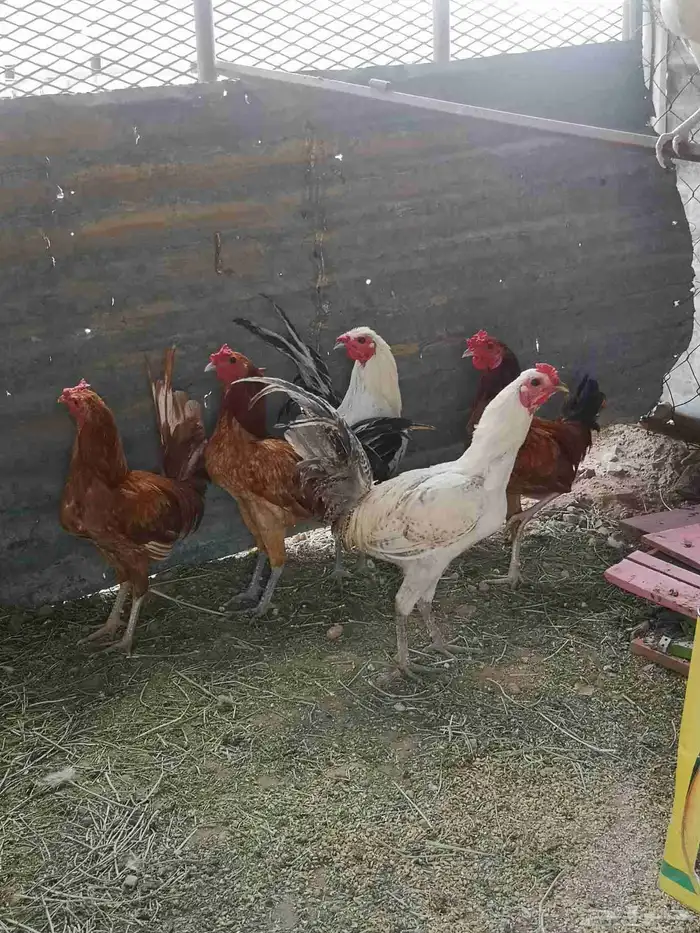 دجاج نظيف 1