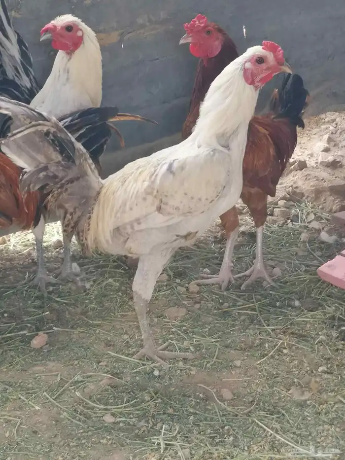 دجاج نظيف 0