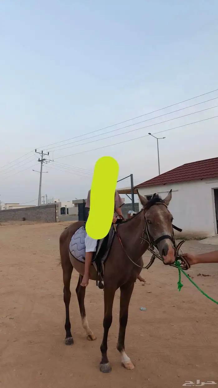 مهر للبيع الموقع ناوان شرق المضيلف 0