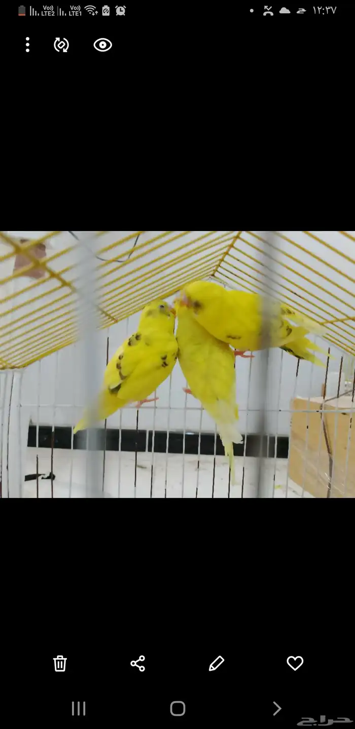 عصافير للبيع العدد اربعه في حاله جيده 0