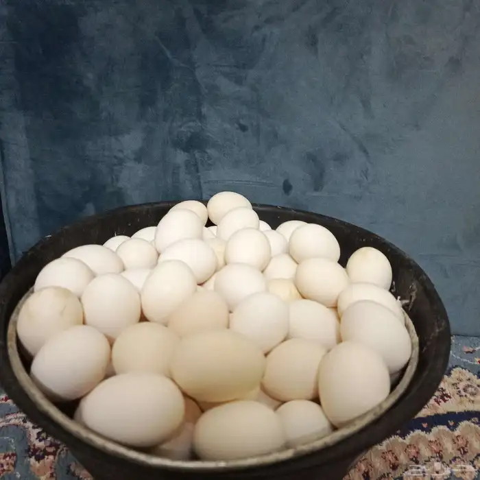 بيض دجاج فيوم مخصب 1