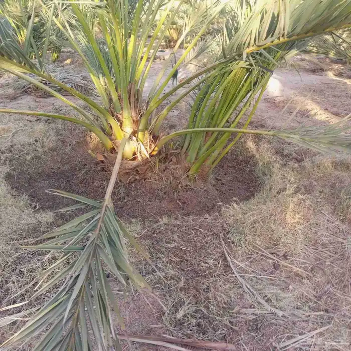 نخل للبيع سكري مجدول لبانه صقعي سكري حمراء شيش 8
