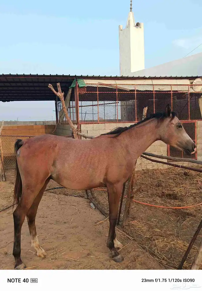 مهر للبيع الموقع ناوان شرق المضيلف 2