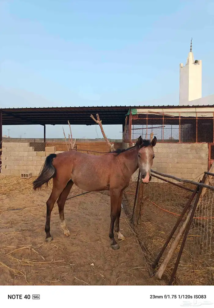 مهر للبيع الموقع ناوان شرق المضيلف 1