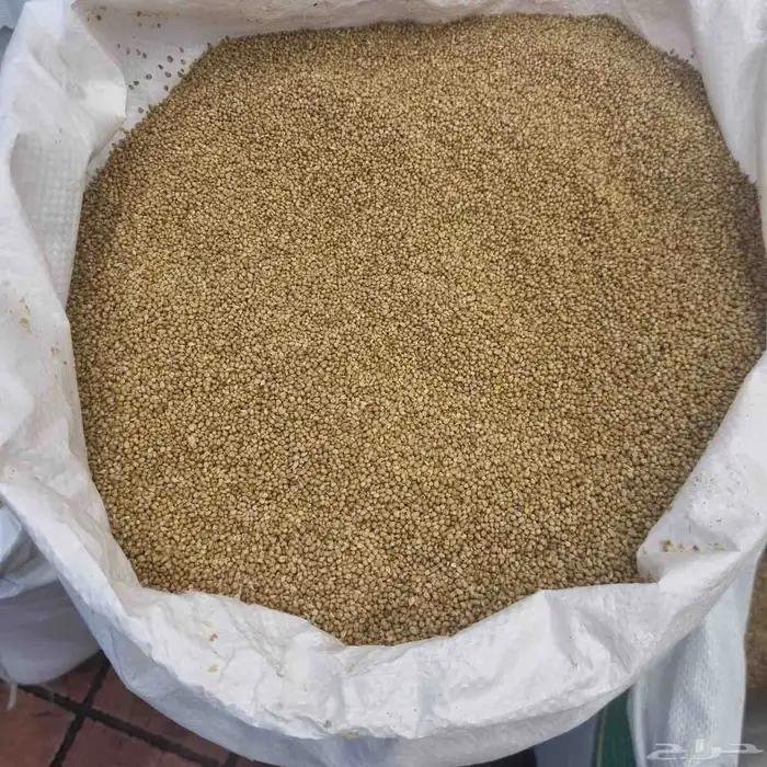 دخن بيضان المدينه سويق دخن بلدي المدينه 0