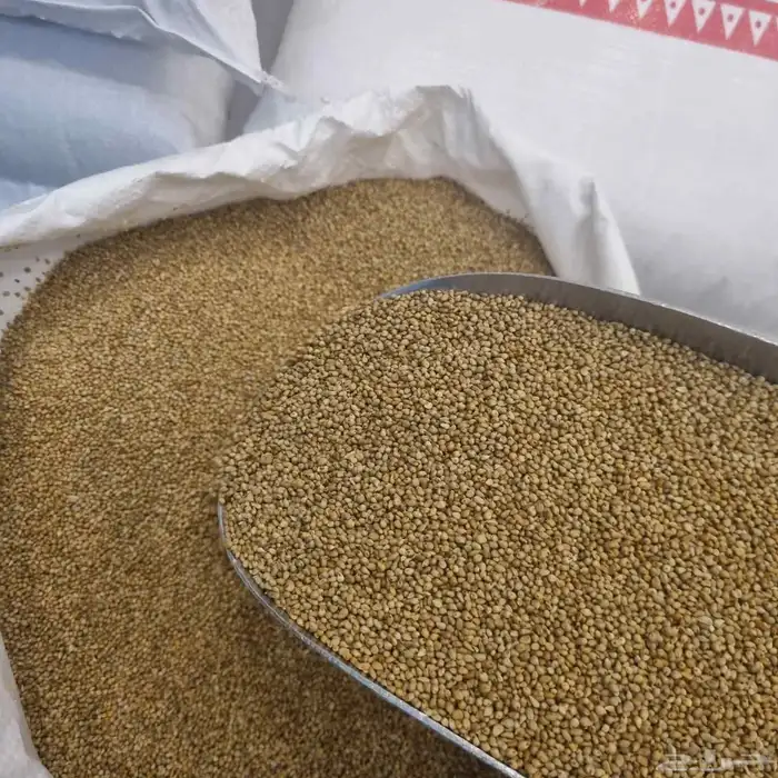 دخن بيضان المدينه سويق دخن بلدي المدينه 1