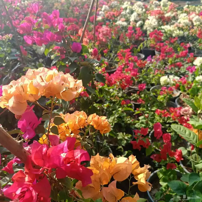 حدائق جنة البدر توصلك نباتاتك لبابك اطلب الان اسعار منافسه 8