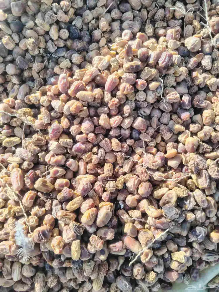 تمر علف للحلال 2