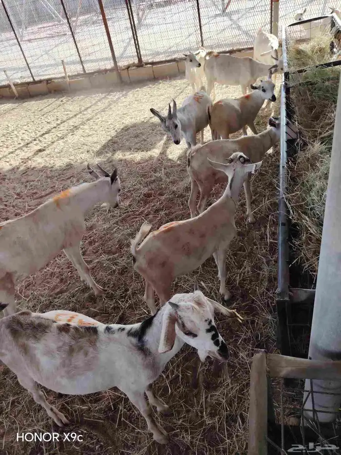 تيوس صومالي جذعان جاهزة للذبح 480 الراس 3