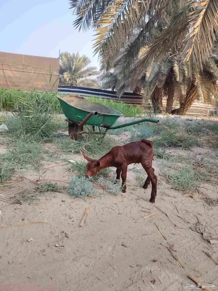 تيس عماني داغور 0